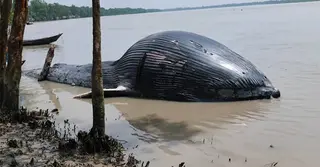 সামুদ্রিক প্রাণির ধারাবাহিক মৃত্যু নিয়ে উদ্বেগ; বরগুনায় ভেসে এলো বিশাল আকৃতির মৃত তিমি